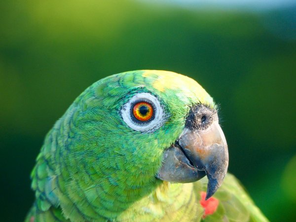 Wat zijn de voordelen van het adopteren van een huisdier?